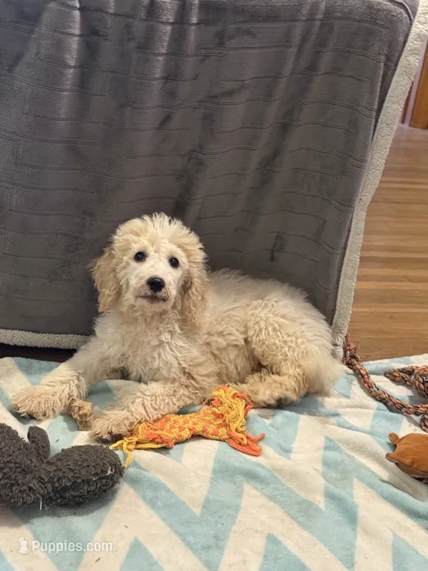 CT - Cream Parti Female – Goldendoodle puppy for sale in Lawton, OK