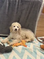 CT - Cream Parti Female, a female Goldendoodle for sale in Lawton, OK – 1 of 10
