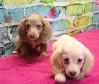 Daisy - Isabella Female, a female Miniature Dachshund for sale in Lawton, OK – 4 of 10