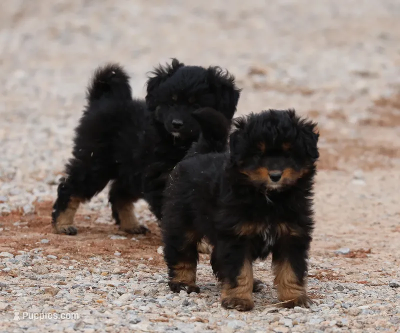 Smudge - Black Tri Female 1