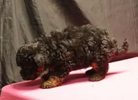 processed/36180fa9-48bf-43b5-bd6c-12d254bd4cc7/listing/dd860589-caa7-4620-9426-1447a4a7a69b/530c440a-cebc-4b33-b6d3-fbe8caccb671