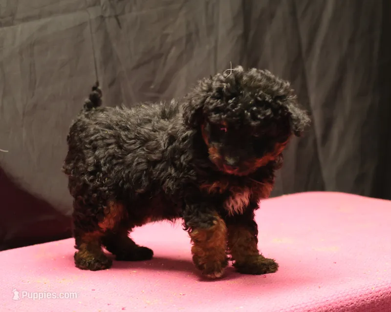 Smudge - Black Tri Female 1