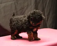 processed/36180fa9-48bf-43b5-bd6c-12d254bd4cc7/listing/dd860589-caa7-4620-9426-1447a4a7a69b/afdb15a4-0420-42b9-9109-bac5ce409235