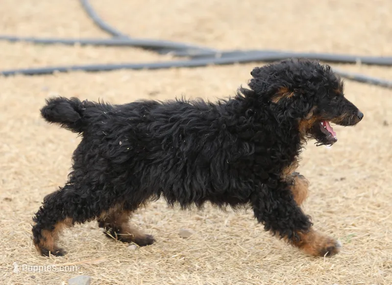 Smudge - Black Tri Female 1