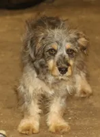 Blair - Dilute Silver, a male Miniature Australian Shepherd and Miniature Bernedoodle for sale in Lawton, OK – 3 of 3