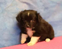 Tiny Tot - Black Bi Female, a female Toy Australian Shepherd for sale in Lawton, OK – 5 of 5