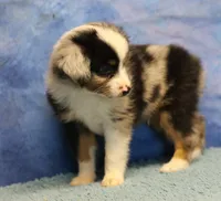Tiny Tot - Blue Merle Male, a male Toy Australian Shepherd for sale in Lawton, OK – 8 of 10