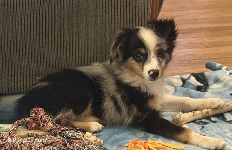Tiny Tot - Blue Merle Male – Toy Australian Shepherd puppy for sale in Lawton, OK
