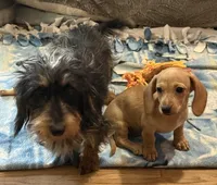Audi - Cream Female, a female Miniature Dachshund for sale in Lawton, OK – 4 of 9