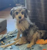 Freckles - Blue Merle Male 2, a male Miniature Aussiedoodle for sale in Lawton, OK – 5 of 10