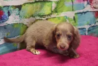 Daisy - Isabella Female, a female Miniature Dachshund for sale in Lawton, OK – 1 of 10