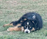 Penny - BET Black Tri Male 2, a male Miniature Australian Shepherd for sale in Lawton, OK – 4 of 10