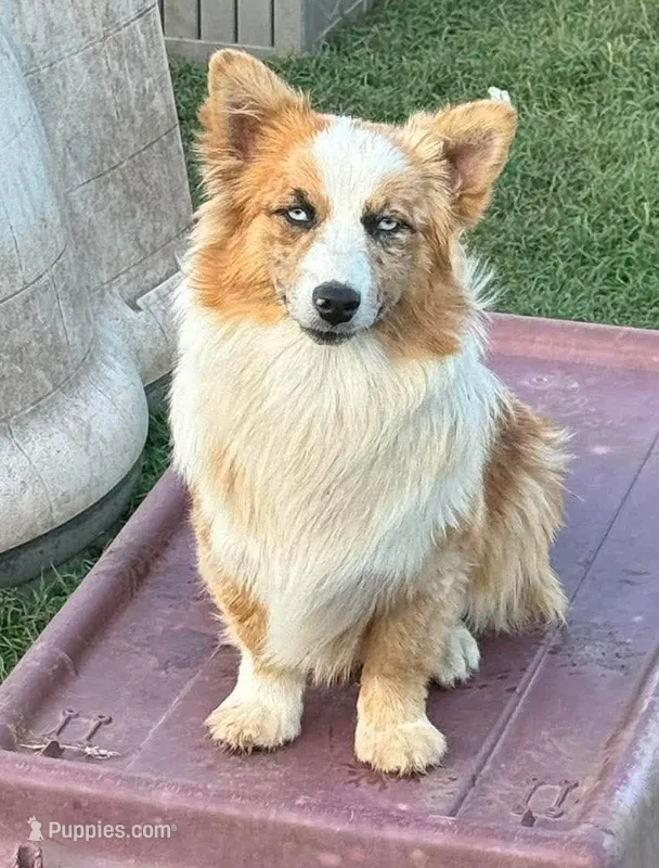 Dally - Red Merle Male – Pembroke Welsh Corgi, Miniature Australian Shepherd puppy for sale in Lawton, OK