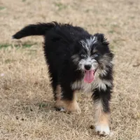 Briley -  Black Tri Female 1, a female Miniature Aussiedoodle for sale in Lawton, OK – Photo 5 of 8