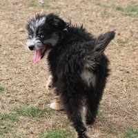 Briley -  Black Tri Female 1, a female Miniature Aussiedoodle for sale in Lawton, OK – Photo 6 of 8
