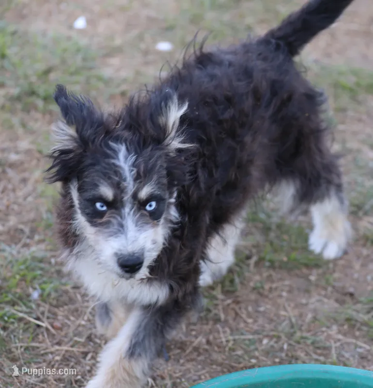 Briley -  Black Tri Female 1 – Miniature Aussiedoodle puppy for sale in Lawton, OK