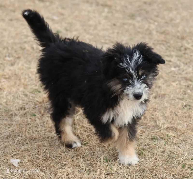 Briley -  Black Tri Female 1