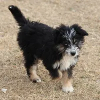 Briley -  Black Tri Female 1, a female Miniature Aussiedoodle for sale in Lawton, OK – Photo 1 of 8