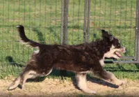 Briley -  Black Tri Female 1, a female Miniature Aussiedoodle for sale in Lawton, OK – 2 of 9
