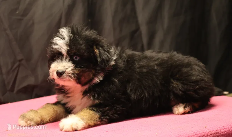 Briley -  Black Tri Female 1