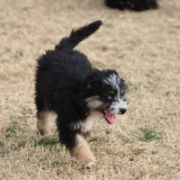 Briley -  Black Tri Female 1, a female Miniature Aussiedoodle for sale in Lawton, OK – Photo 4 of 8