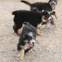 Briley -  Black Tri Female 1, a female Miniature Aussiedoodle for sale in Lawton, OK – Photo 8 of 8