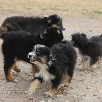 Briley -  Black Tri Female 1, a female Miniature Aussiedoodle for sale in Lawton, OK – Photo 7 of 8