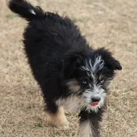 Briley -  Black Tri Female 1, a female Miniature Aussiedoodle for sale in Lawton, OK – Photo 3 of 8