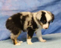 Tiny Tot - Blue Merle Male, a male Toy Australian Shepherd for sale in Lawton, OK – 5 of 10
