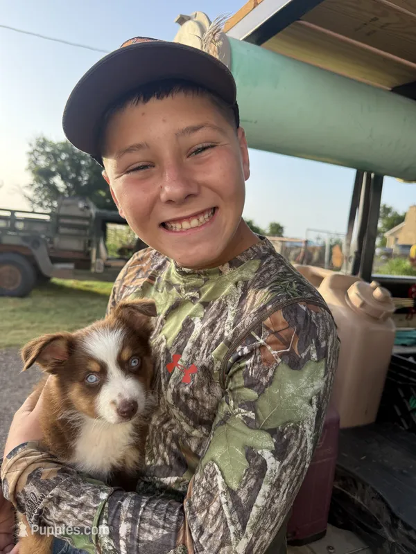 Reddy – Miniature Australian Shepherd puppy for sale in Lawton, OK