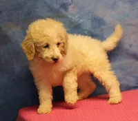 Tiffany - Cream Parti Female, a female Goldendoodle for sale in Lawton, OK – 2 of 7