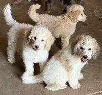 CT - Cream Parti Female, a female Goldendoodle for sale in Lawton, OK – 10 of 10