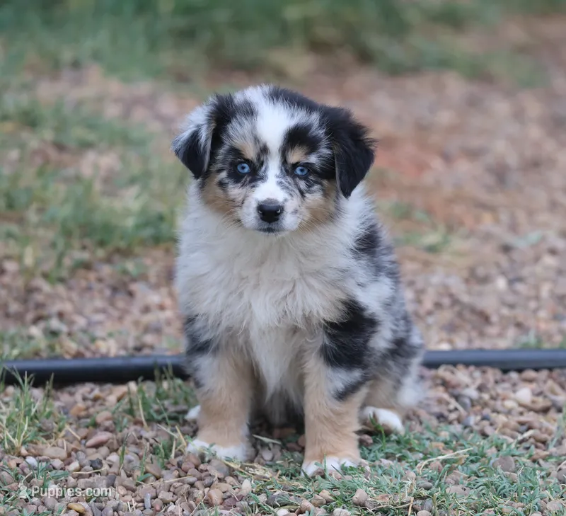 Oakley - Blue Merle Female 2 – Miniature Australian Shepherd puppy for sale in Lawton, OK