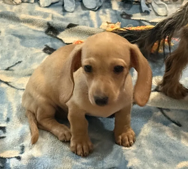 Audi - Cream Female – Miniature Dachshund puppy for sale in Lawton, OK