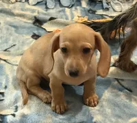 Audi - Cream Female, a female Miniature Dachshund for sale in Lawton, OK – 1 of 9