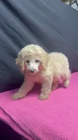 CT - Cream Female, a female Goldendoodle for sale in Lawton, OK – 8 of 10