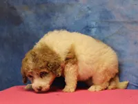 Tiffany - Merle Parti Female, a female Goldendoodle for sale in Lawton, OK – 6 of 9
