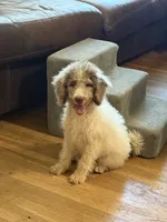 Tiffany- Merle Parti Female 1, a female Goldendoodle for sale in Lawton, OK – 2 of 6