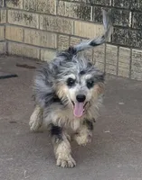 Freckles - Blue Merle Male 2, a male Miniature Aussiedoodle for sale in Lawton, OK – 2 of 10