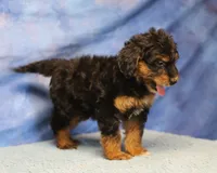 Freckles - Black Phantom Male 2, a male Miniature Aussiedoodle for sale in Lawton, OK – 9 of 10