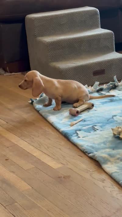 Audi - Cream Female, a female Miniature Dachshund for sale in Lawton, OK – 9 of 9