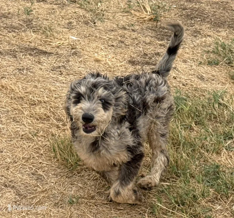 Freckles - Blue Merle Male 2 – Miniature Aussiedoodle puppy for sale in Lawton, OK