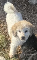 CT - Merle Parti Female, a female Goldendoodle for sale in Lawton, OK – 10 of 10