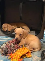 Audi - Cream Male, a male Miniature Dachshund for sale in Lawton, OK – 3 of 4