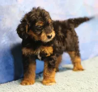 Freckles - Black Phantom Male 2, a male Miniature Aussiedoodle for sale in Lawton, OK – 3 of 10