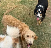 Stormi - Black Tri Male, a male Miniature Australian Shepherd for sale in Lawton, OK – 4 of 10