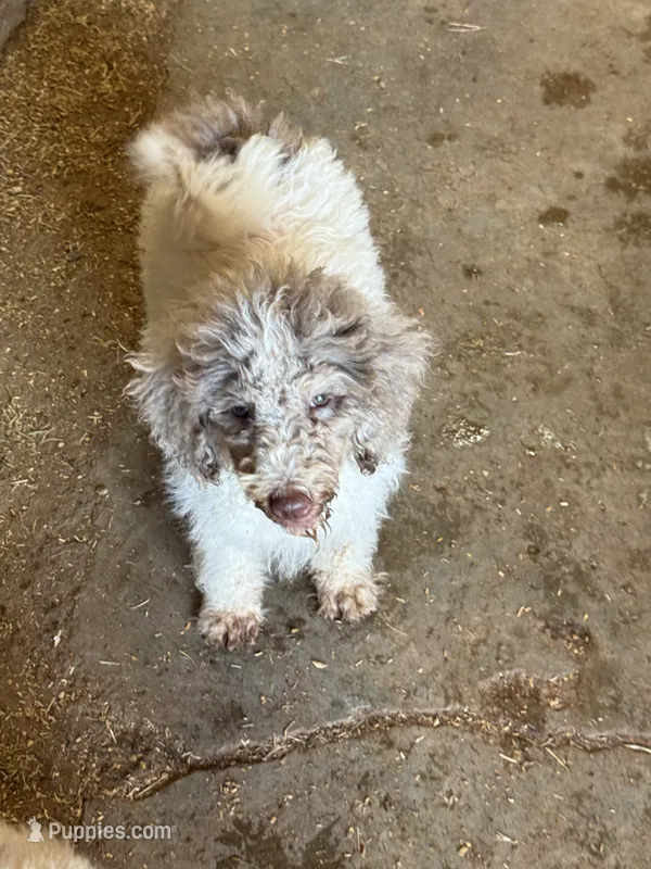 Tiffany - Merle Parti Female 2 – Goldendoodle puppy for sale in Lawton, OK