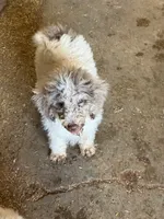 Tiffany - Merle Parti Female 2, a female Goldendoodle for sale in Lawton, OK – 1 of 1