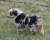Oakley - Blue Merle Female 1, a female Miniature Australian Shepherd for sale in Lawton, OK – 4 of 8