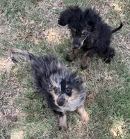 Freckles - Blue Merle Male 1, a male Miniature Aussiedoodle for sale in Lawton, OK – 9 of 10